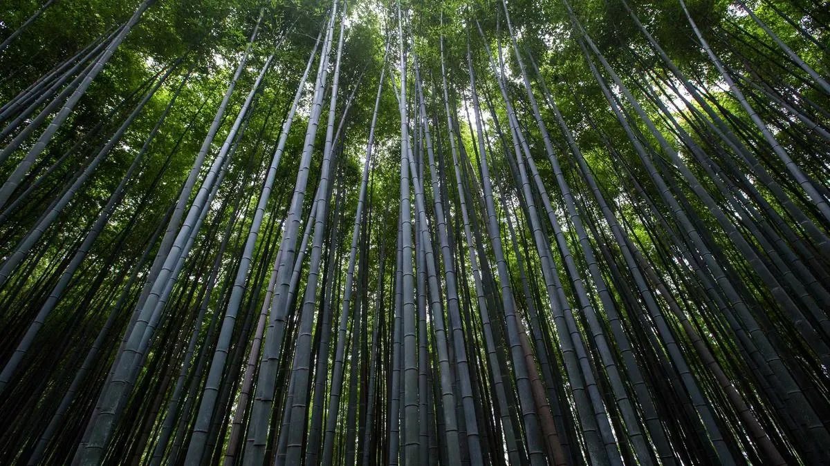 英特尔重磅加码越南：历经政策博弈，半导体巨头投资总额达41亿美元